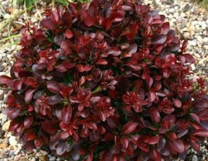 Dřišťál Thunbergův ´ "Bagatelle"