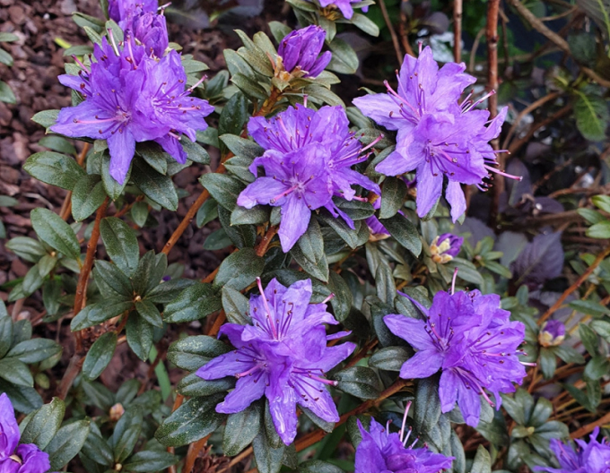 Pěnišník ´Gletschernacht´