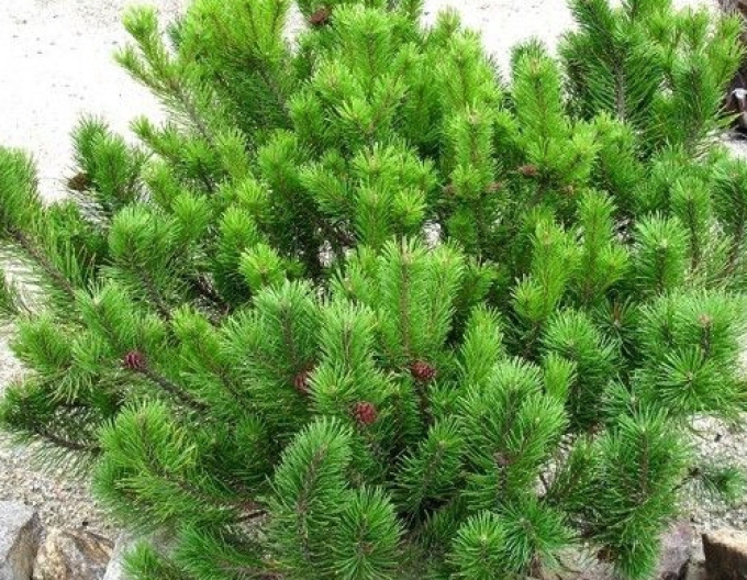 Horská borovice (horská borovice)