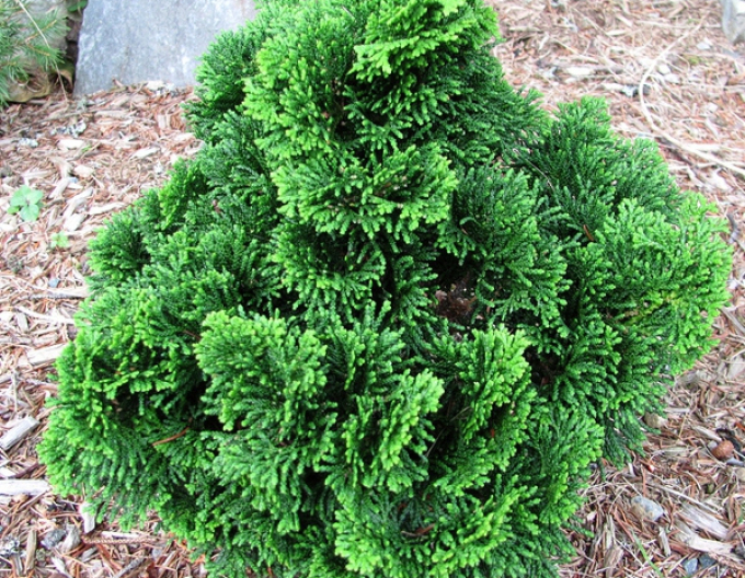 Cypřišek NANA GRACILIS