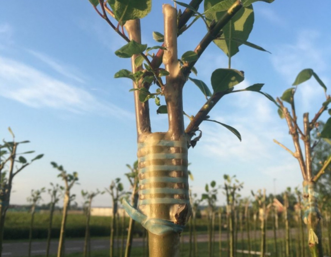 Štěpařská gumička 240x8mm