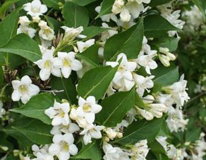 Vajgélie ´Snow Flake´