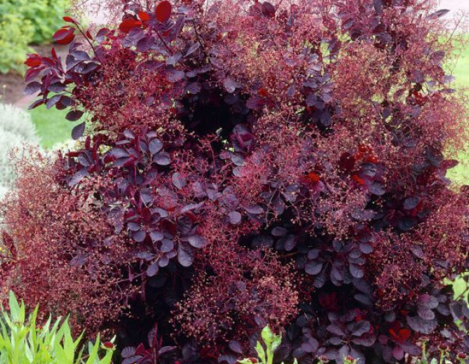 Ruj vlasatá Royal Purple