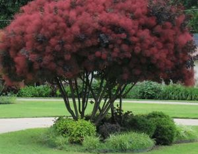 Ruj vlasatá Royal Purple