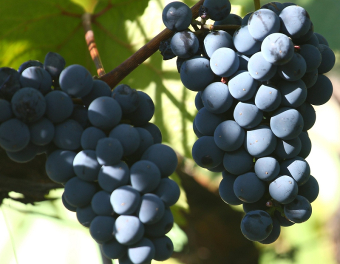 Stolní réva ´Nero´