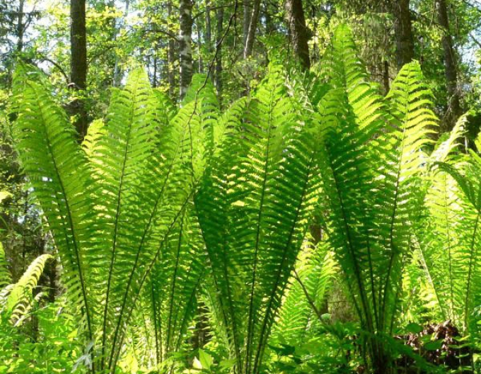 Pérovník pštrosí