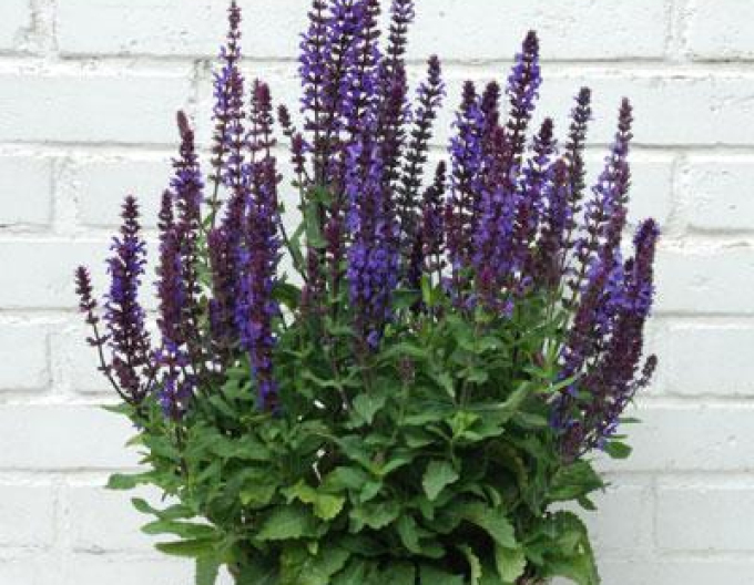 Sage ´New Dimension Blue´9