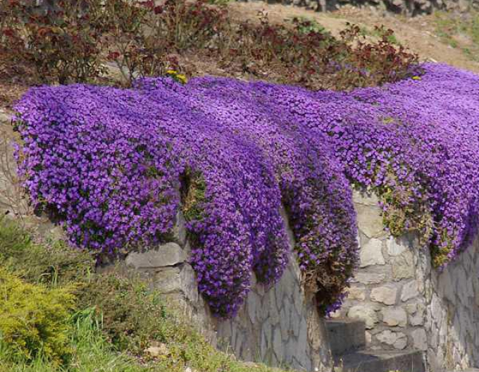 Tařička ´Audrey Blue Shades´