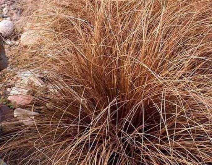 Ostřice buchananova