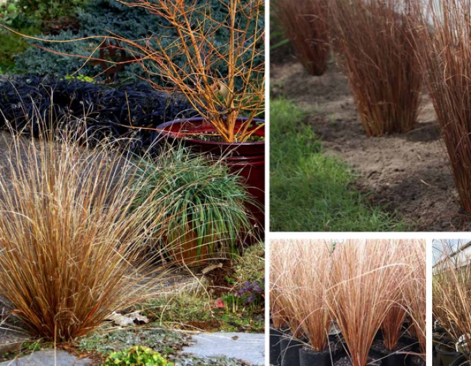 Ostřice buchananova