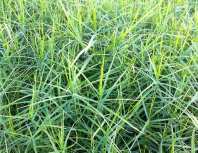 Ostřice muskingumská  ´Little Midge´