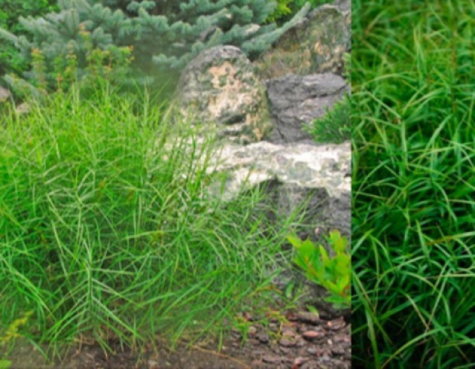 Ostřice muskingumská  ´Little Midge´