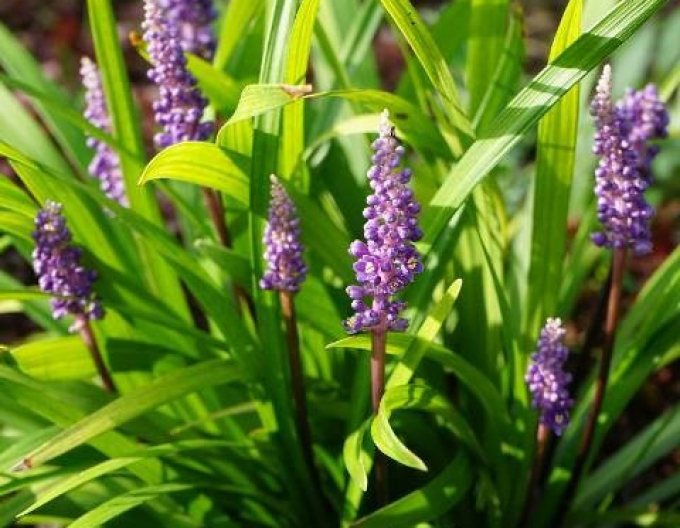 Liriope  ´Purple Passion´