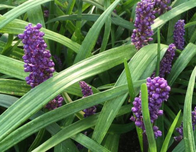 Liriope  ´Purple Passion´