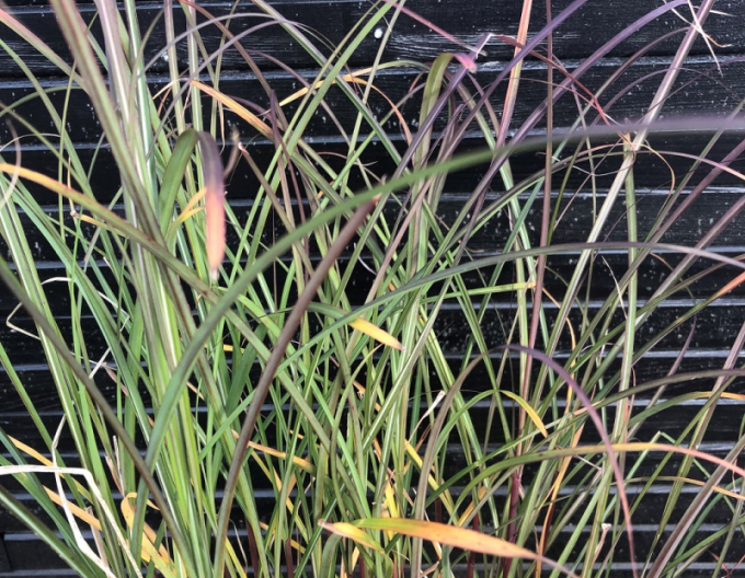 Ozdobnice čínská Serengeti