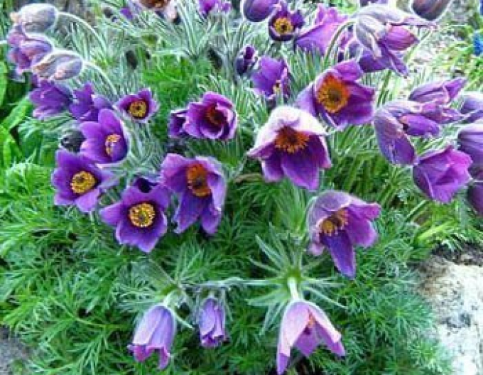 Koniklec obecný ’Violet Blue’