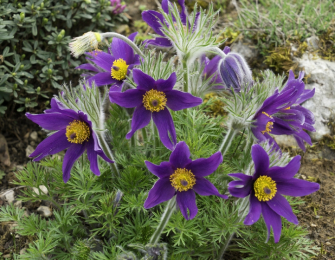 Koniklec obecný ’Violet Blue’