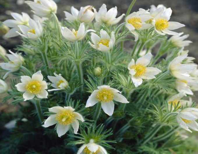 Koniklec luční Pinwheel White