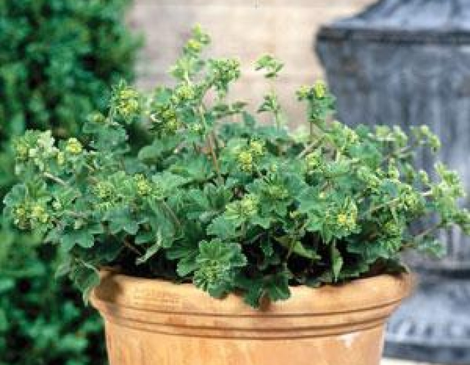 Kontryhel červenonohý ´Alma´