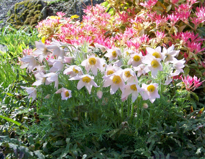 Koniklec luční Pinwheel White