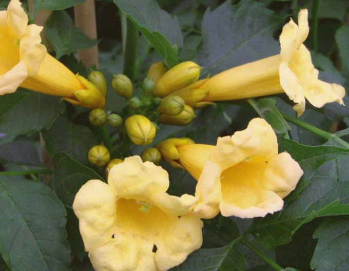 Trubač popínavý ´Flava´