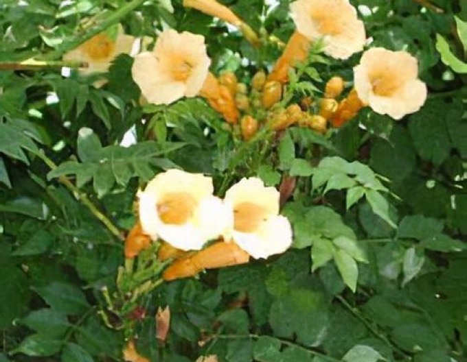 Trubač popínavý ´Flava´