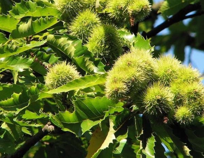 Kaštan ´Lyon´, prostok.