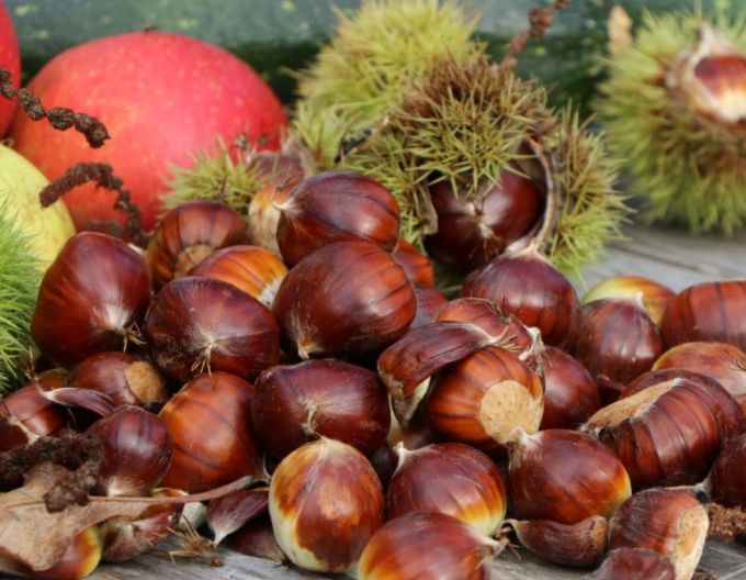 Kaštan ´Lyon´, prostok.