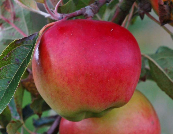 Jabloň Prima podzimní, podn. M9, kont. 5l