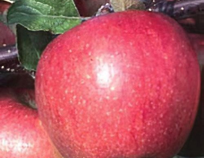 Jabloň Breaburn zimní, podn. MM106, kont. 5l