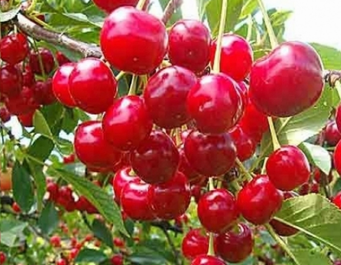 Višeň ´Kelleris´ pozdní, podn. Mahalebka, prostok.