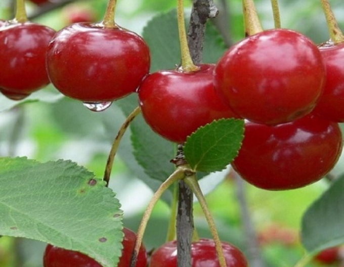 Višeň ´Nana´ pozdní, podn. Mahalebka, prostok.