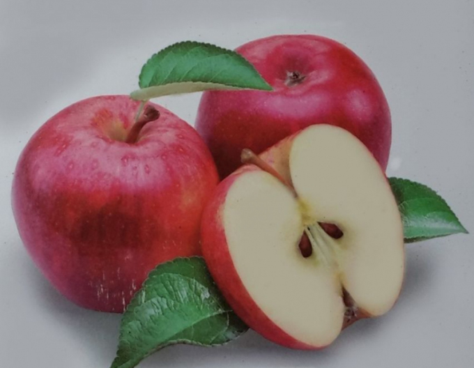 Jabloň ´Discovery´ letní, podn. MM106, kont. 5l