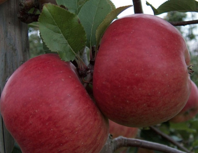 Jabloň ´Topaz´ 5l