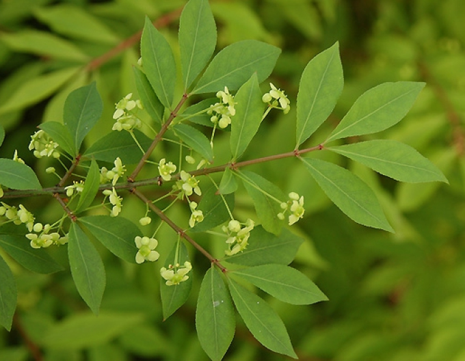 Brslen křídlatý 40 - 50cm