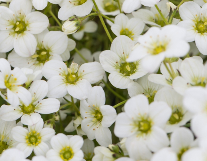 Lomikámen arendsův  Rockies White