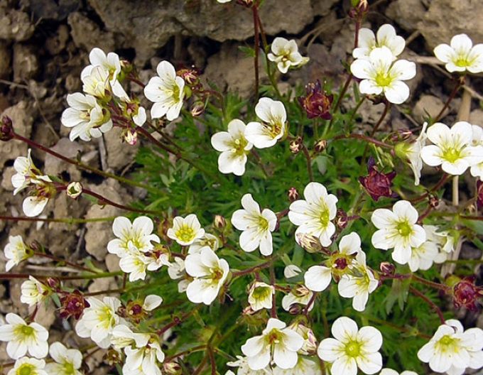 Lomikámen arendsův  Rockies White