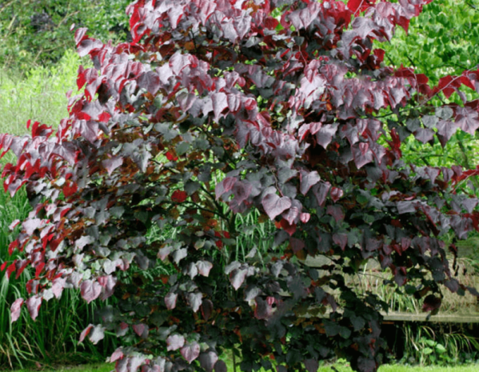 Zmarlika kanadská  Forest Pansy