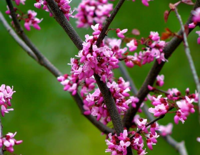 Zmarlika kanadská  Forest Pansy