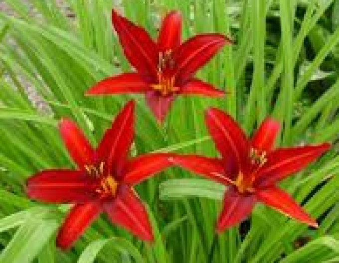 Denivka Crimson Pirate