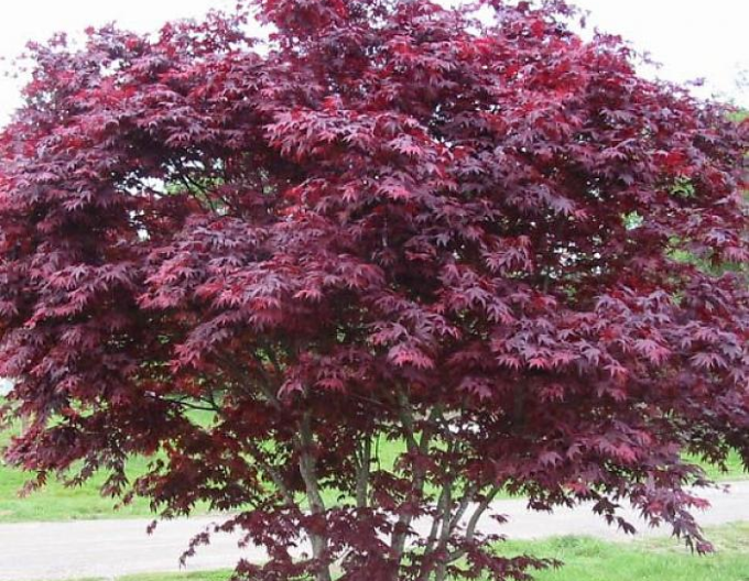 Javor dlanitolistý ´Bloodgood´ 500cm