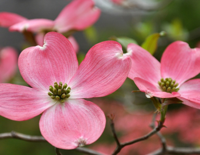 Kvetoucí dřín ´Rubra´