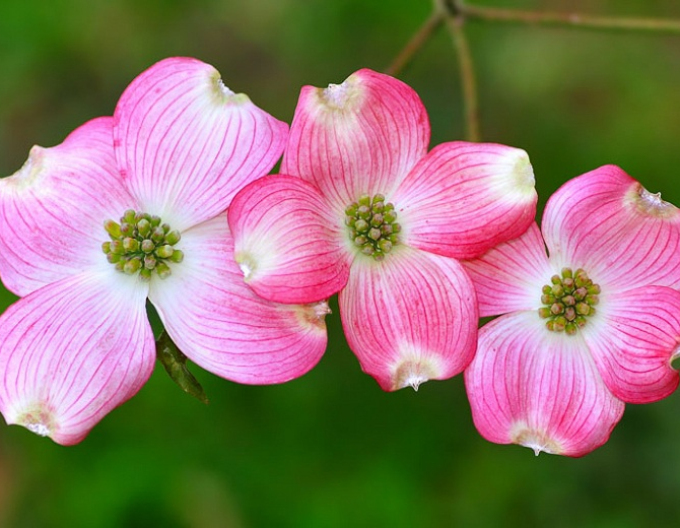 Kvetoucí dřín ´Rubra´