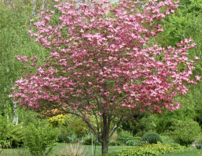 Kvetoucí dřín ´Rubra´