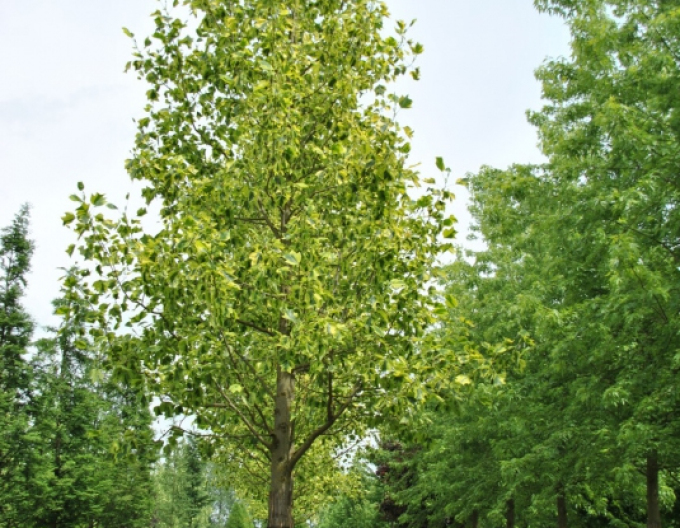 Liliovník tulipánokvětý (Liriodendron tulipifera) na kmínku 140cm