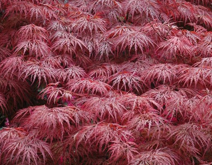 Javor dlanitolistý Garnet na kmínku 145cm