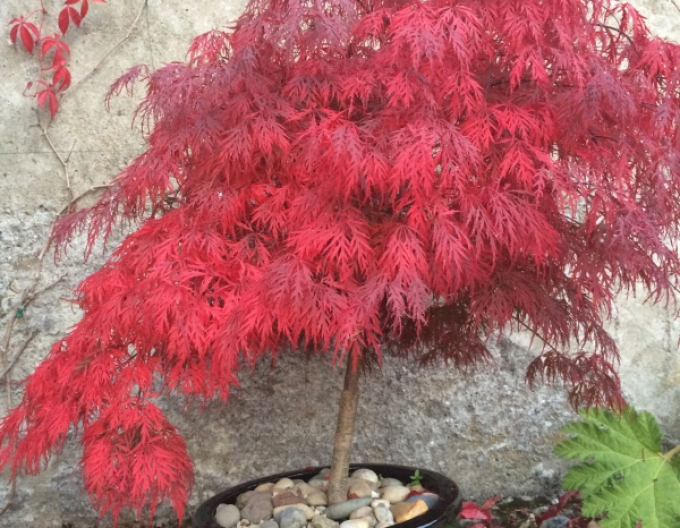 Javor dlanitolistý Garnet na kmínku 145cm