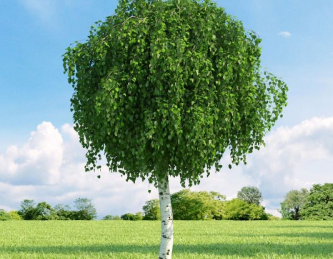 Převislá bříza Magic Globe na kmínku