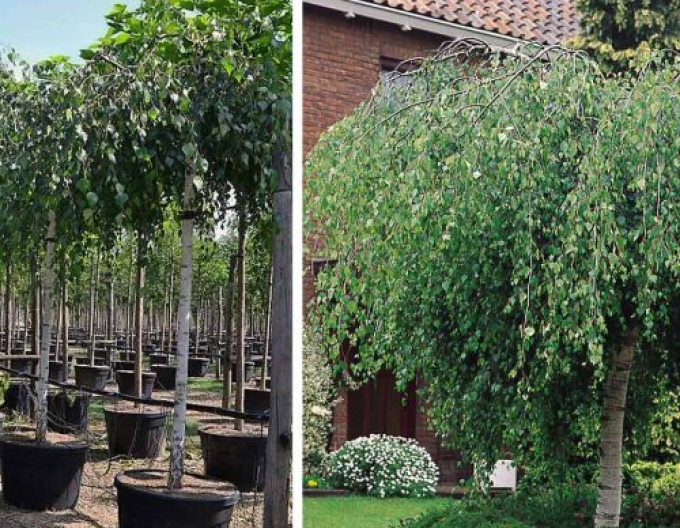 Převislá bříza Magic Globe na kmínku