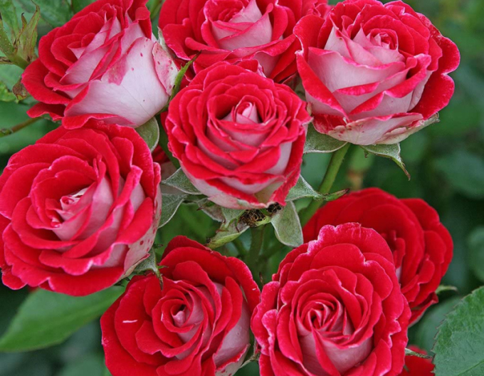 Stromková růže ´Red White´